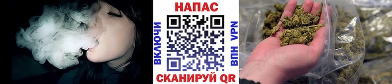 Марихуана сатива Кузнецк